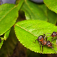 Illustration for article titled Harvester ants use their own internet for hive-mind decision making